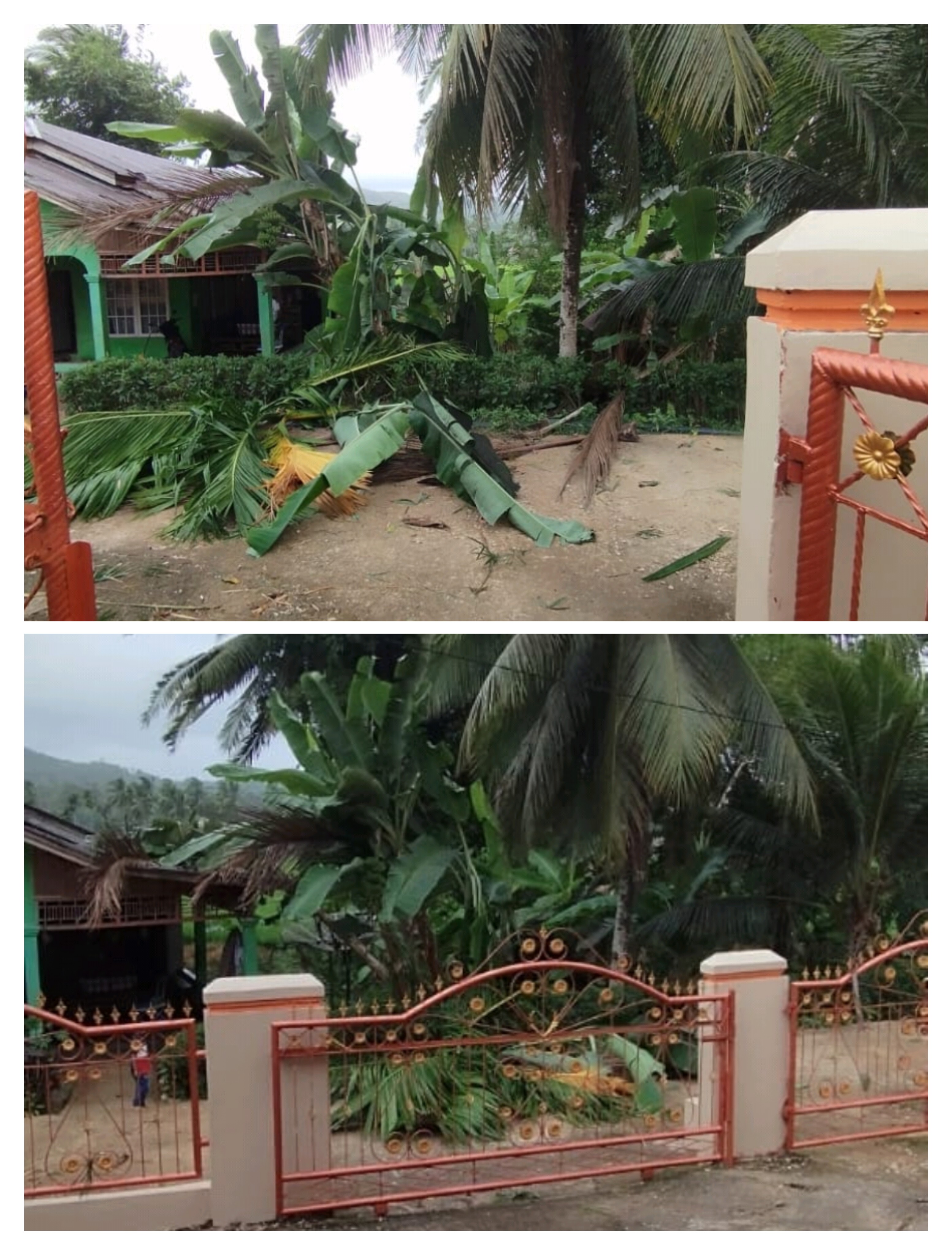 Beberapa pohon tumbang di kampung koto durian pelangai kaciak